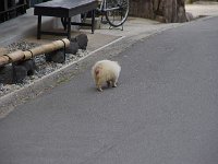 狸とか？　　鹿がいたり、狸が出たり！