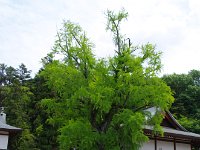 IMG 5117