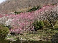 池の周りが綺麗とのアドバイスを受けて・・