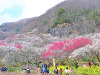 翌週；満開