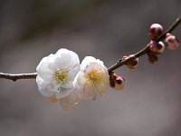 DSC 0472