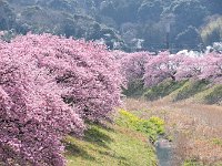 如何も温泉地・・・湯けむりが漂う