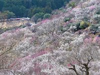 翌週