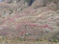 未だ、色薄いかな