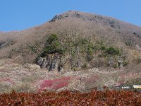 未だ、七分咲きとか