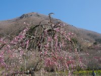 しだれと幕山