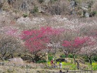 梅園の標識
