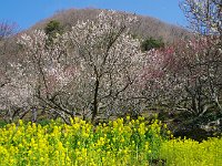 色とりどり