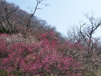 IMG 2963