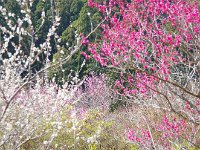 色とりどり
