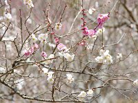 咲き分け；色混じりの梅
