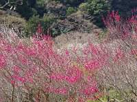山間の梅林という風情