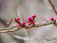 上ではまだ蕾