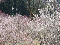 咲き競い