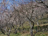 如何も梅林という風情