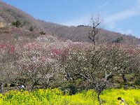 春が来た！