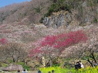 朝より鮮やか？