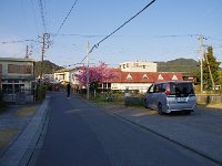 町中？　　ここにも河津桜