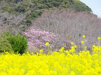 日野の菜の花畑