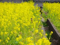 ナント小鳥も見物に・・・