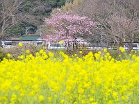 桜に菜の花畑・・・當に春