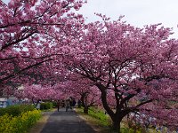湯けむり橋付近