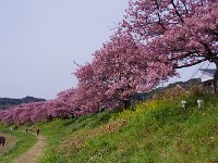 満開の並木道
