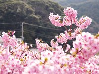 輝かしい！