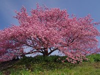 木の形がイイですね