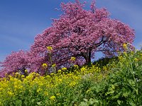 重ならないように間隔をとって植えたそうです