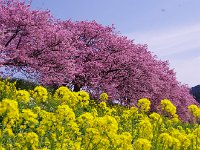 桜も菜の花も満開！