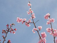 これは、初々しい！