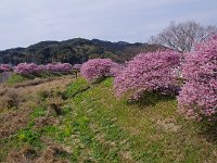 湯けむり橋付近