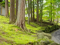 見事な苔でした