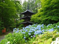 紫陽花とのコラボがいいですね