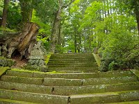 立派な欅の大木が参道沿いに