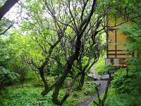 梅の枯木・・・実も沢山落ちてました