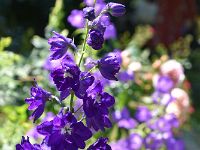 DSC 0098