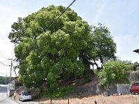 堀日亨上人は、ここではないかと推察！