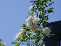 IMG 5285
