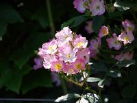 IMG 5294