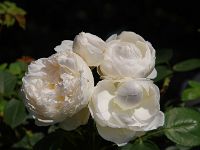 IMG 5300