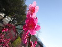 DSC04675