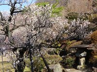 庭園に降りてきました