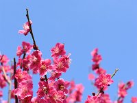 DSC 0416