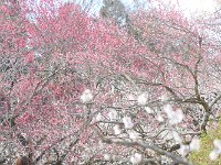 DSC 0531