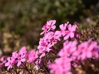 芝桜が可愛い