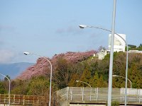 名残の河津桜かな