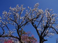 青空に映えます