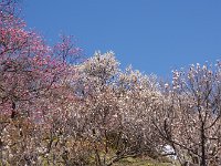 IMG 8194